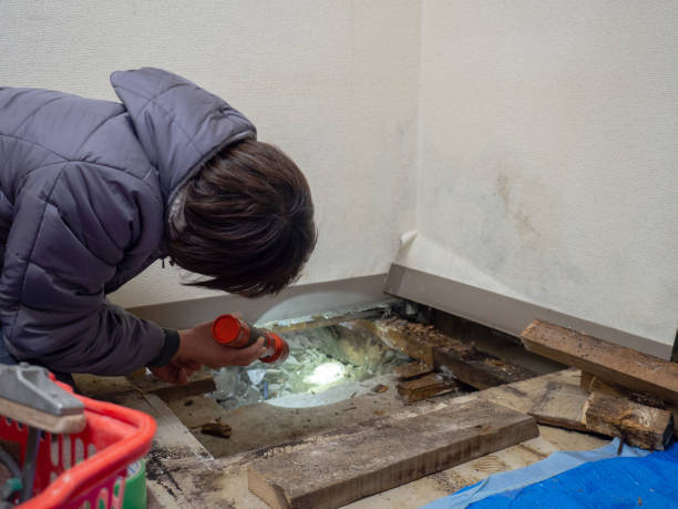 Best Real Estate Mold Inspection  in Hamburg, AR