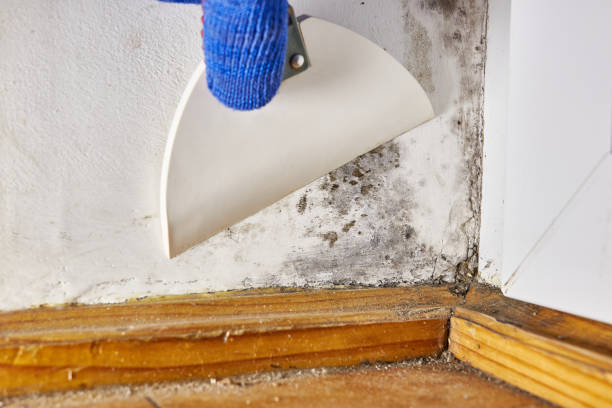 Best Emergency Mold Remediation  in Hamburg, AR